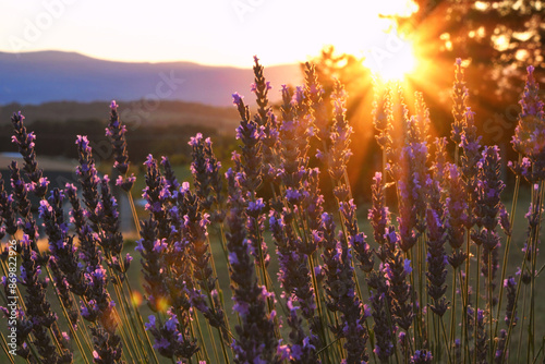 Sunset over lavender bush with mountains in the background