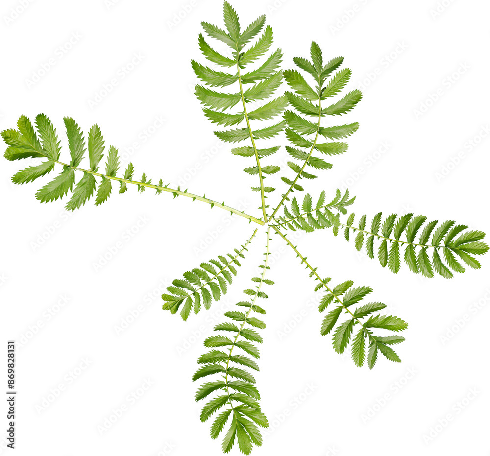 Top view of Argentina Anserina - Silverweed Top view of Argentina Anserina - Silverweed