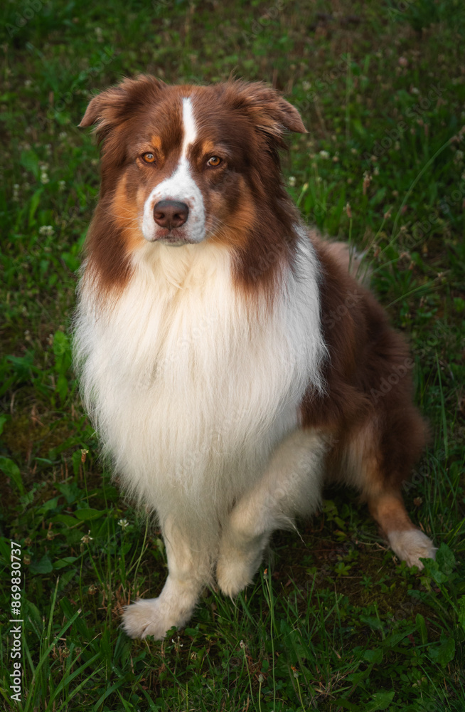 Australian shepherd sitting in the grass Australian shepherd sitting in the grass