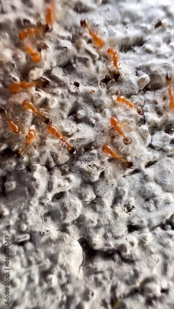 shows a group of brownish-red ants that are moving on the surface that is porous and rough. These ants have a small body and bright red. Which may be fire ants (Fire Ants) shows a group of brownish-red ants that are moving on the surface that is porous and rough. These ants have a small body and bright red. Which may be fire ants (Fire Ants)