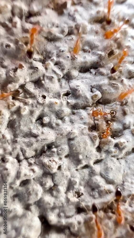 : shows a group of brownish-red ants that are moving on the surface that is porous and rough. These ants have a small body and bright red. Which may be fire ants (Fire Ants) : shows a group of brownish-red ants that are moving on the surface that is porous and rough. These ants have a small body and bright red. Which may be fire ants (Fire Ants)