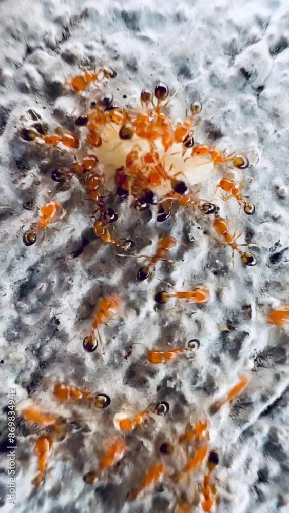 This clip shows a group of reddish-brown ants moving about carrying food back to their nest on a porous, rough surface. These ants have small bodies and are bright red. which may be fire ants Fire Ant This clip shows a group of reddish-brown ants moving about carrying food back to their nest on a porous, rough surface. These ants have small bodies and are bright red. which may be fire ants Fire Ant