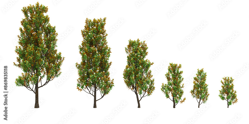 Fototapeta premium Southern mangnolia Trees collection with realistic style