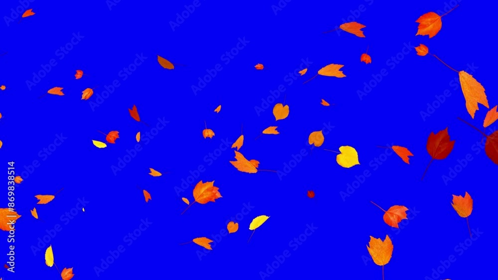 Colorful Autumn Leaves - Windy Flying Spurt - 6 - Blue Screen - Realistic 3D Transition animation with alpha channel on chroma key background Colorful Autumn Leaves - Windy Flying Spurt - 6 - Blue Screen - Realistic 3D Transition animation with alpha channel on chroma key background