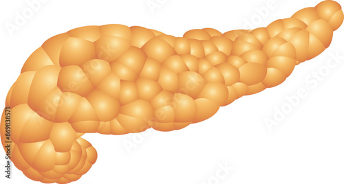 Anatomically accurate illustration of human pancreas isolated on white. Vector illustration