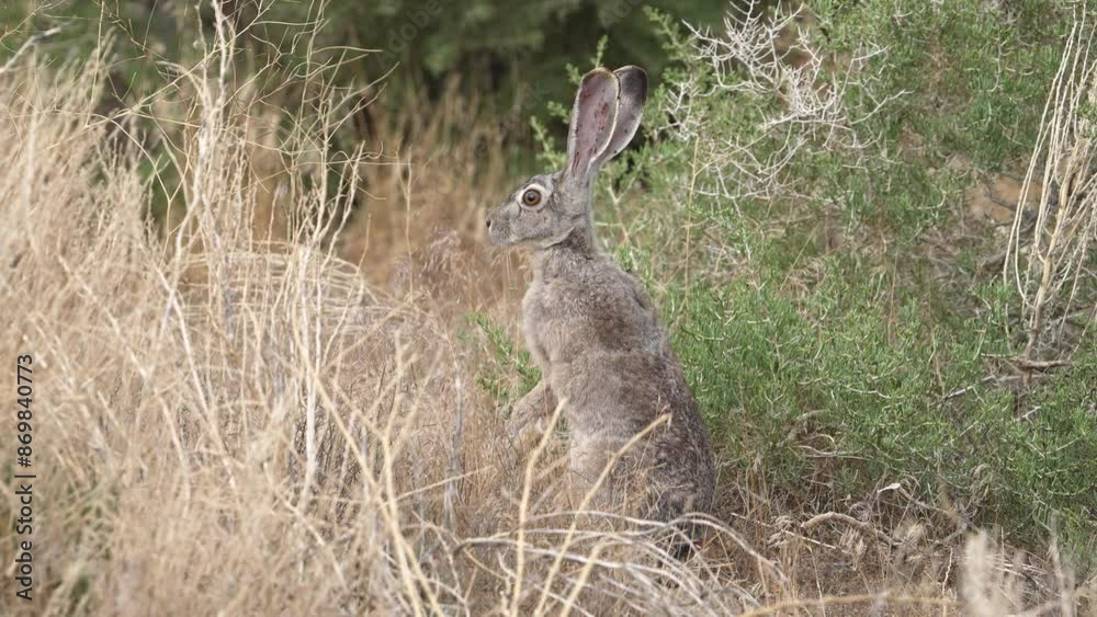 Jack rabbit holding still to hide in the Utah desert during the summer. Jack rabbit holding still to hide in the Utah desert during the summer.