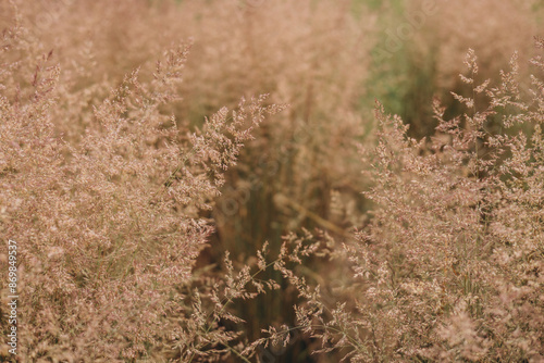 Bent grass also known as bentgrass or colonial bent or Agrostis capillaris. Abstract neutral background. photo