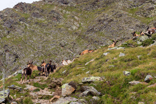 Flock of goats (Passeirer Gebirgsziege) in the mountains of Texel group, South Tyrol, Italy photo