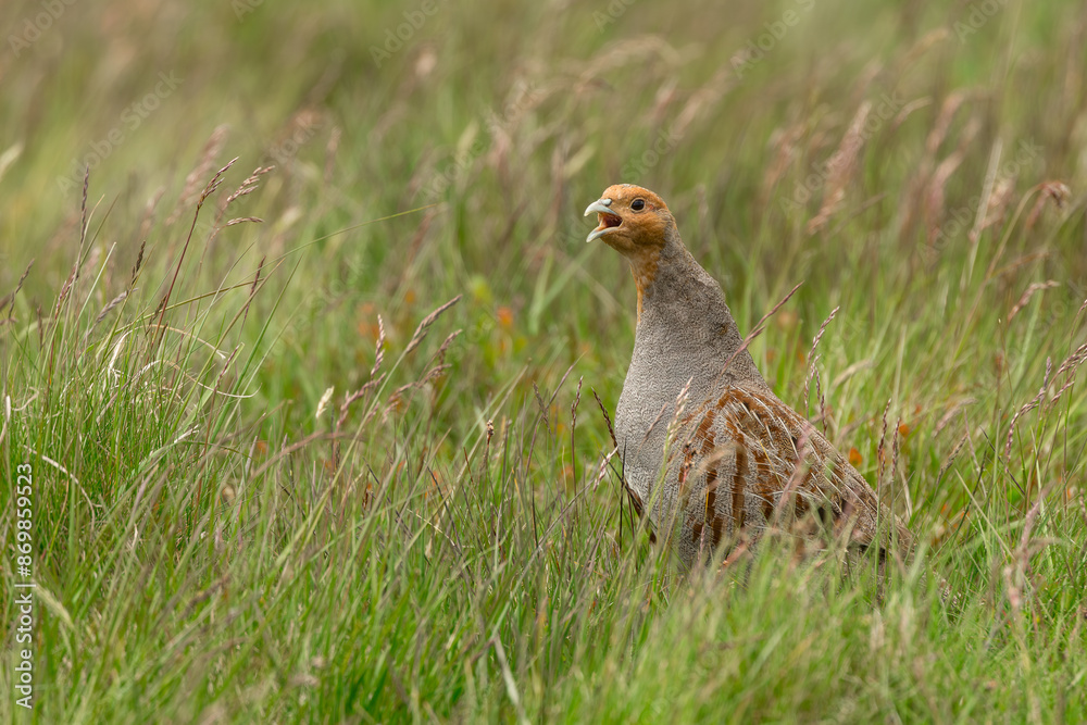 Grey partridge, Scientific name: Perdix Perdix. Close up of a male Grey or English partridge calling on managed grouse moorland. Facing left. Taken with long lens, car window and beanbag. Copyspace Grey partridge, Scientific name: Perdix Perdix. Close up of a male Grey or English partridge calling on managed grouse moorland. Facing left. Taken with long lens, car window and beanbag. Copyspace