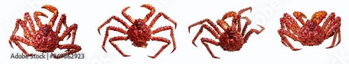 Set of 4 king Alaskian crab isolated on a white background, top view photo