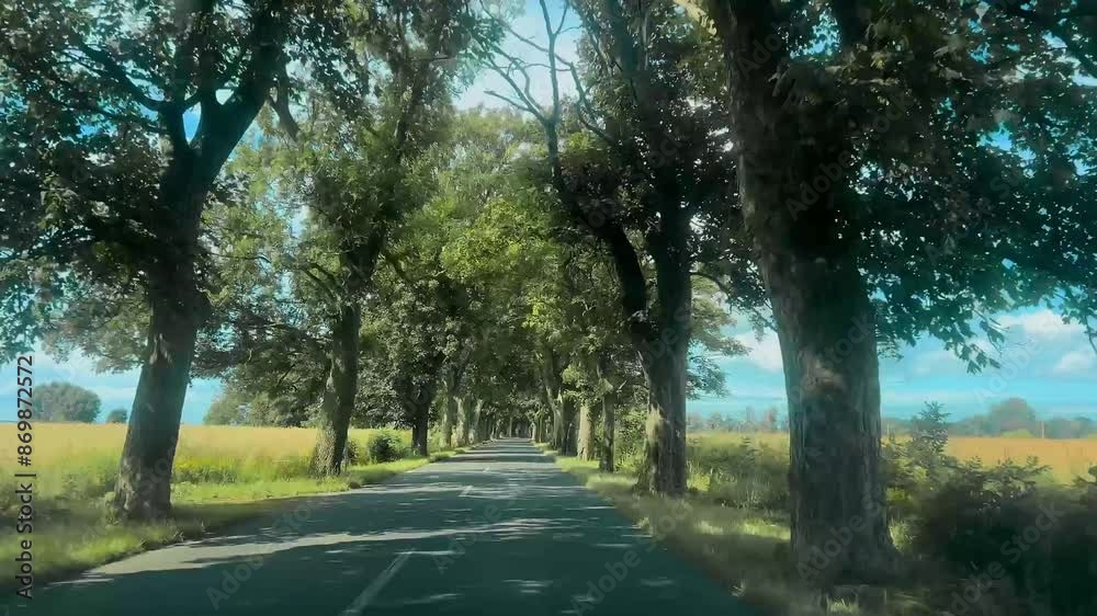Road on a sunny day through a tunnel of green trees Road on a sunny day through a tunnel of green trees