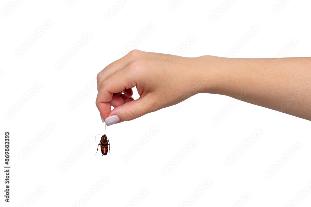 Female hand holding big dead cockroach isolated on white background Female hand holding big dead cockroach isolated on white background