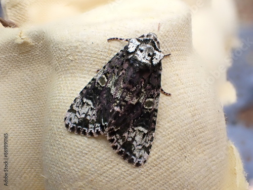 Coronet moth (Craniophora ligustri)