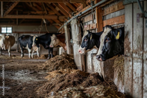 The milking process of Holstein cows, inside the cowshed, at a farm., Side Angle,Left side view