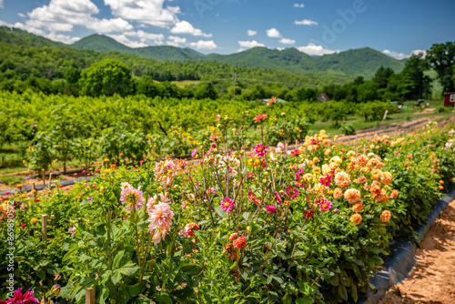 Fototapeta Naklejka Na Ścianę i Meble -  mountain flower farm