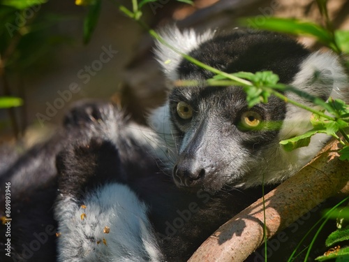 Close up of a lemur