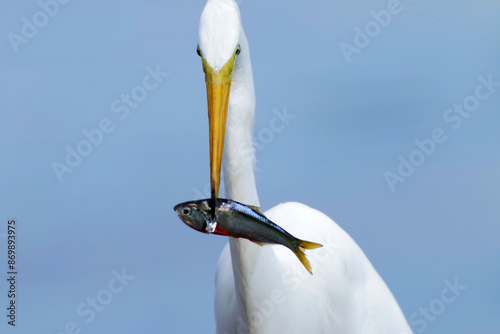 Uma pesca bem sucedida da garça-branca-grande e o peixe com a expressão que se deu mal.  photo