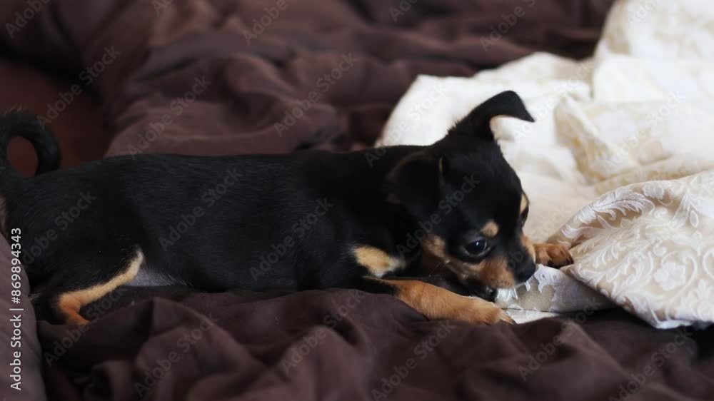 Little chihuahua dog playing on bed of bedding. Growls and bites Little chihuahua dog playing on bed of bedding. Growls and bites