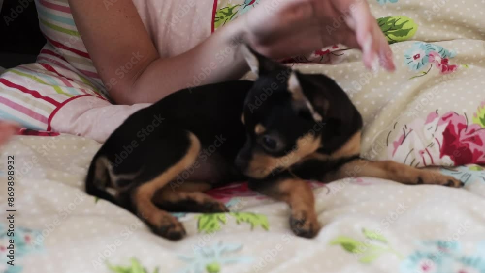 Little chihuahua dog playing on bed of bedding. Growls and bites Little chihuahua dog playing on bed of bedding. Growls and bites