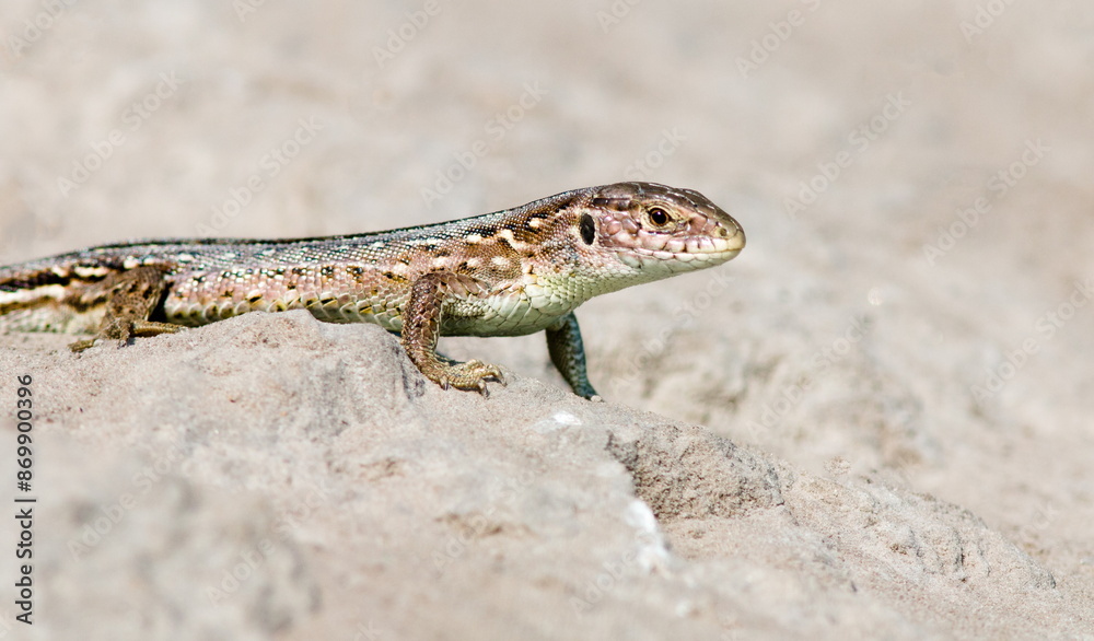 Naklejka premium lizard on the stone