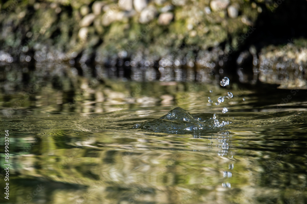 Fototapeta premium A drop falls into the water.