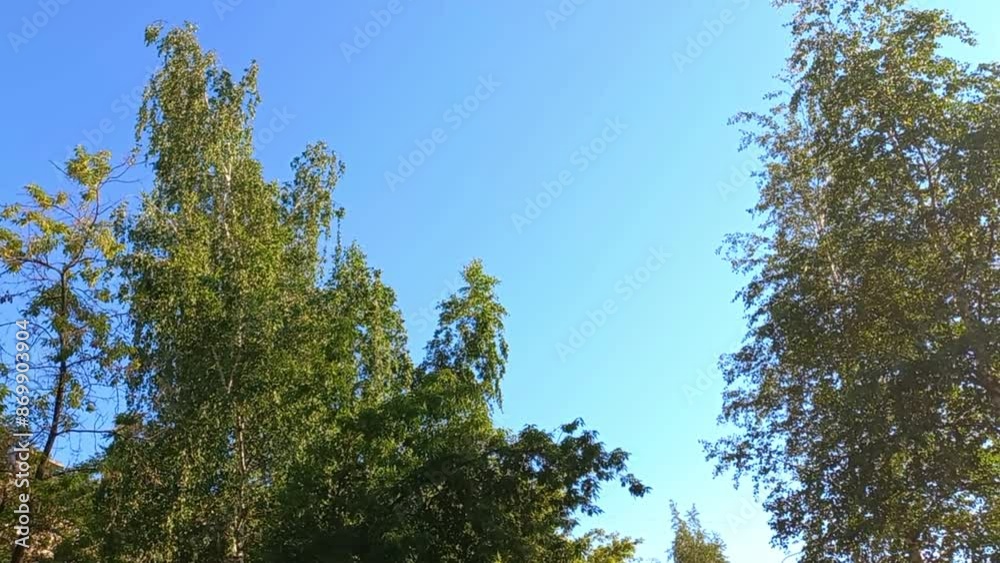 the crown of the trees sways in the wind, leaves rustle against the blue sky, magnificent beautiful wildlife