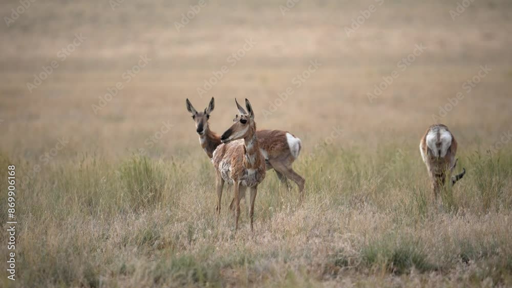 Small herd of Pronghorn grazing through the Utah desert. Small herd of Pronghorn grazing through the Utah desert.