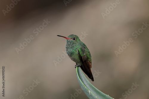 Beautiful Amazilia tzacatl hummingbird perched on a green leaf
