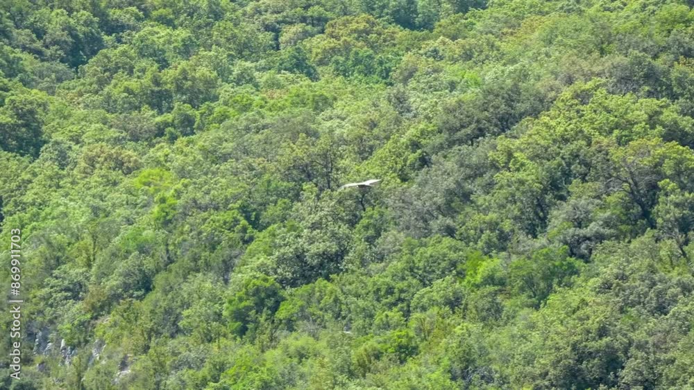 an Egyptian Vulture (Neophron percnopterus, Alimoche Común) in flight over a rock gorge an Egyptian Vulture (Neophron percnopterus, Alimoche Común) in flight over a rock gorge