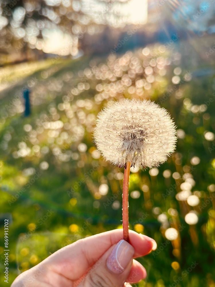 Fototapeta premium Close-Up of Dandelion Seed Head in Sunlight