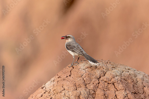 Beautiful mimus gilvus, also called Long-tailed Mockingbird in the Tatacoa desert feeding on cactus fruits