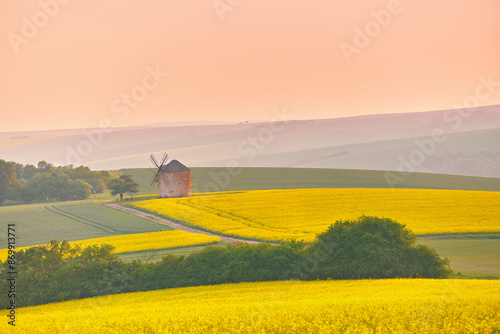 Obraz na płótnie Old windmill in blooming Spring landscape with rolling hills. Yellow colza canola fields in sunset light. Kunkovice, Moravia, Czech w salonie