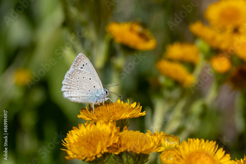 Lycaenidae / Çokgözlü Dafnis / Meleager's Blue / Polyommatus daphnis photo