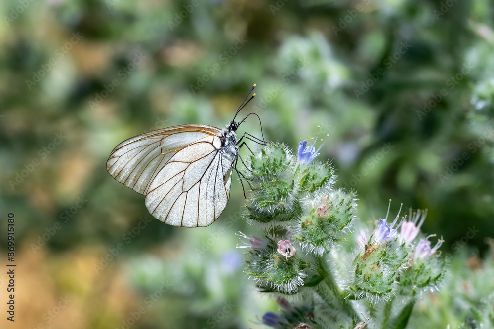 Pieridae / Alıç Kelebeği / Black-veined White / Aporia crataegi