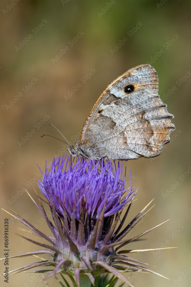 Fototapeta premium Satyridae / Cadı / Hermit / Chazara briseis