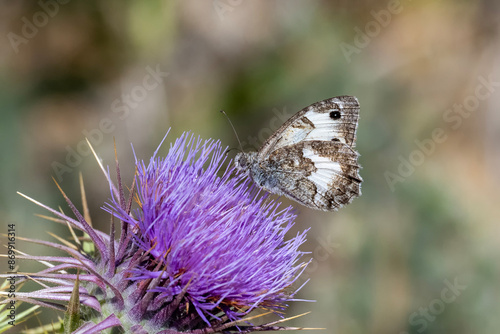 Satyridae / Cadı / Hermit / Chazara briseis photo