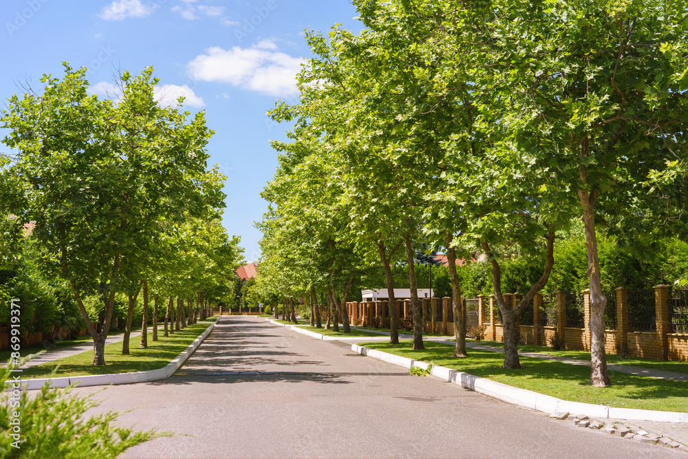 Suburban street and walkway full of green trees along the road in summer sunny day Suburban street and walkway full of green trees along the road in summer sunny day