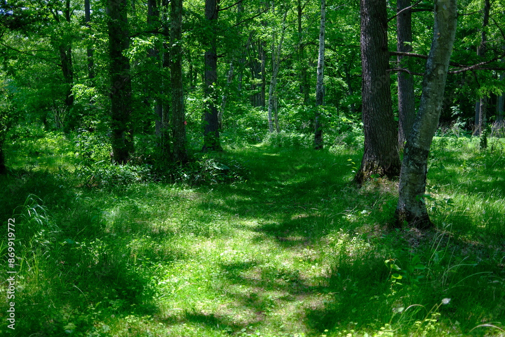 Obraz premium 森