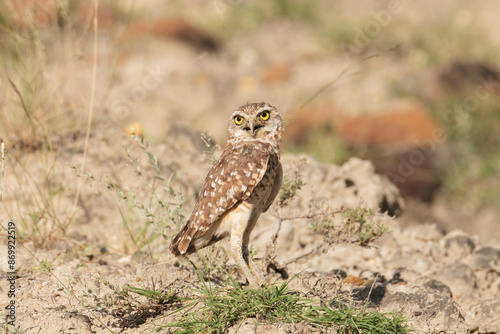 Burrowing owl in the tatacoa desert colombia