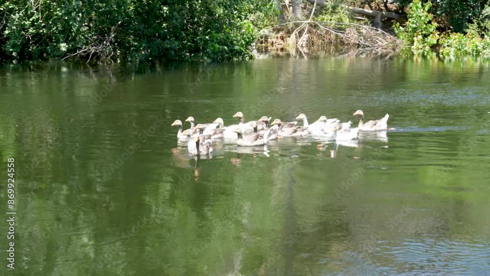 Adala Volcanic Canyon. Ducks swim in fast-flowing water in the canyon, also known as Adala Volcanic Canyon. Ducks swim in fast-flowing water in the canyon, also known as