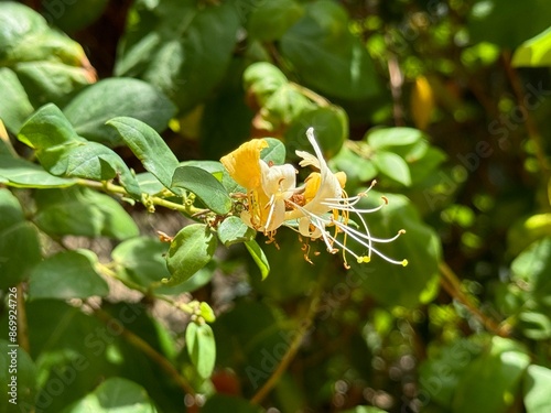 White yellow Lonicera japonica Caprifolium  photo