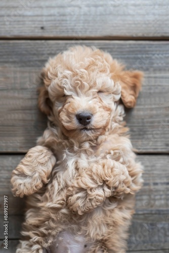 poodle puppy sleeping on the bed Generative AI