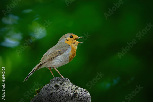 Canvas Print robin on a stone in profile sings with open beak against a blurred green backgro