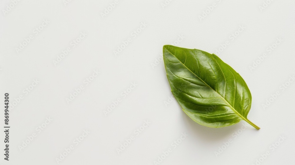 Obraz premium Single Green Basil Leaf on White Background
