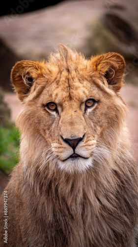 Φωτογραφία male Barbary Lion cup, Hannover Zoo