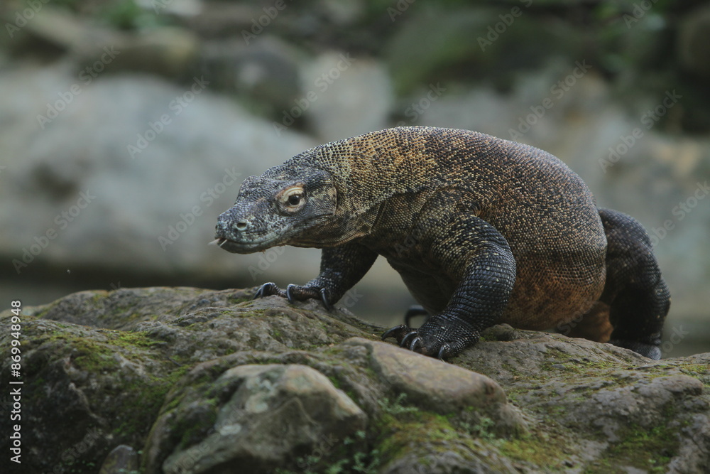 A komodo dragon crawls on the rocks watching the surroundings during the day A komodo dragon crawls on the rocks watching the surroundings during the day