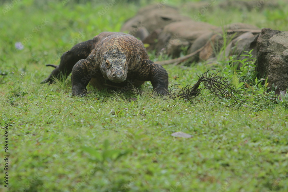 a komodo dragon roaming the grass in the morning a komodo dragon roaming the grass in the morning