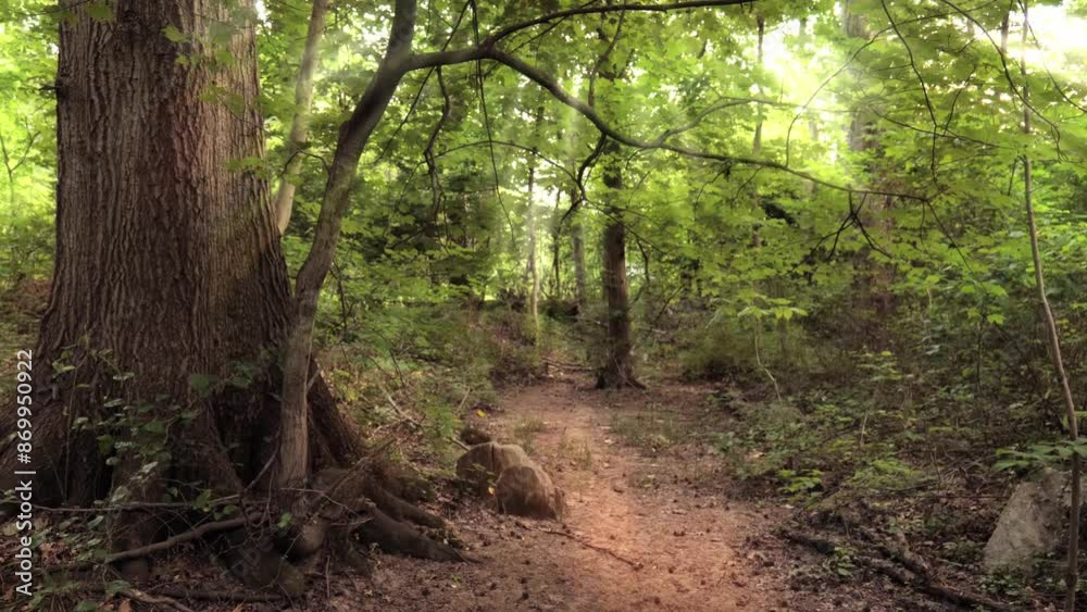 Summer forest with sun rays passing through green foliage.