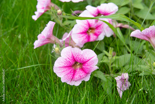 Supertunia flowers with gypsophila flowers in the garden photo