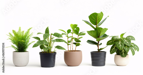 Wallpaper Mural Various potted houseplants in different pots on a white background. Torontodigital.ca